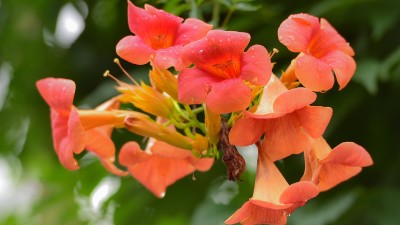 양주 둥지농장 입구의 꽃