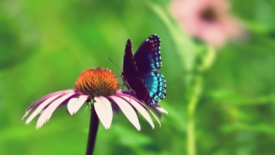 농장 주변의 꽃 그리고 나비