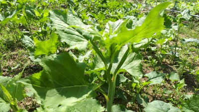 정성으로 키워내는 둥지농장